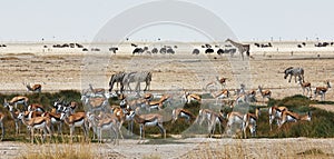 African animals close to a waterhole