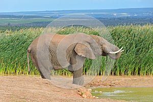 African animals, elephant near waterhole