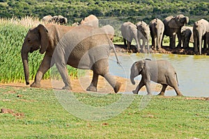 African animals, elephants drinking water