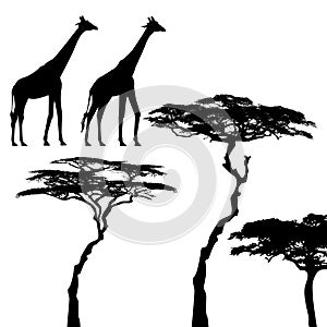 African animals, giraffe, vector silhouettes