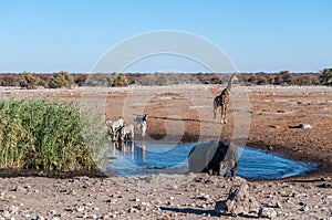 African Animals hanging around a waterhole in Etosha National Park