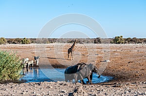 African Animals hanging around a waterhole in Etosha National Park