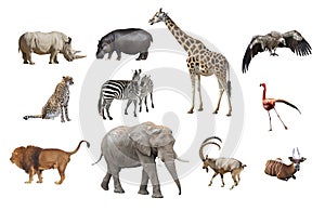 African animals isolated on a white background