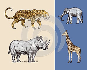 African animals. Rhinoceros Elephant Giraffe Leopard. Engraved hand drawn Vintage old monochrome safari sketch. Vector