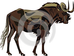 African Animals series black wildebeest
