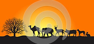 African animals in sunset.