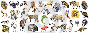 Realistic african animals watercolor collection isolated on white. wild nature. wildlife. tropical fauna.