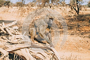 African animals and wildlife in Tanzania on safari