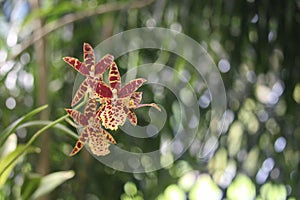 African ansellia details photo, Ansellia africana, African species, Leopard orchid, Introduced ornamental species photo