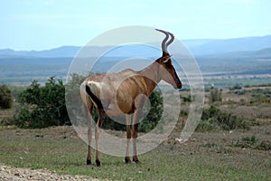 African Antelope photo
