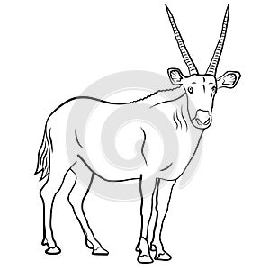 African antelope