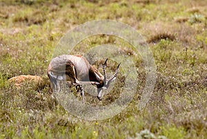 African antelope