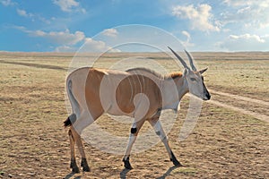 African antelope animal on the autumb steppe