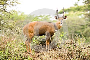 African antelope - Bushbuck, Uganda, Africa photo