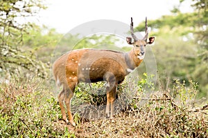 African antelope - Bushbuck, Uganda, Africa