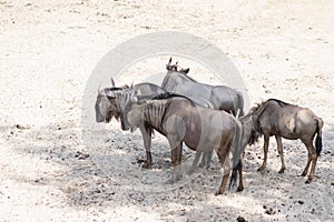 African antelope gnu group of four animals in Safari park
