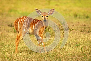 African antelope kid (Nyala)