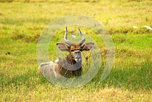 African antelope (Nyala) photo