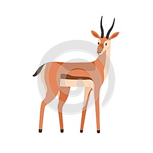 African antelope, savanna habitant. Gazelle, wild graceful animal with horns. Herbivorous mammal. Exotic fauna. Savannah