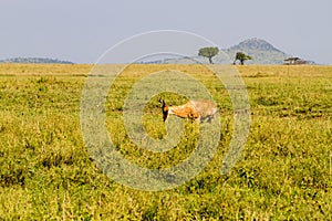 African antelope in Serengeti National Park