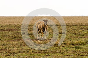 African antelope in Serengeti National Park