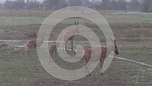 African antelope standing motionless in the rain in the reserve Ol Pejeta