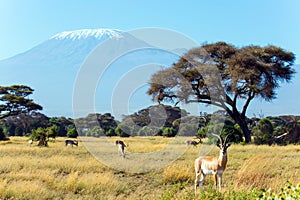 African antelope tsessebe