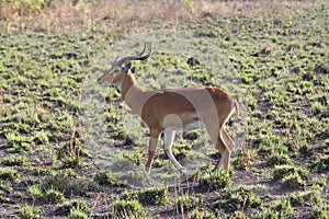 African Antelope Ugandan Kob Profile