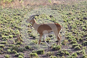 African Antelope Ugandan Kob Profile photo