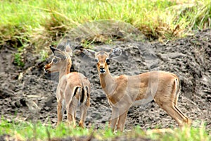 African antelopes