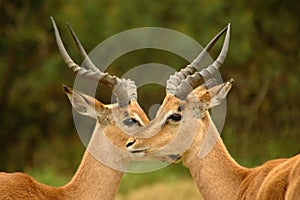 African antelopes