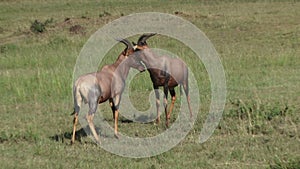 African antelopes fighting