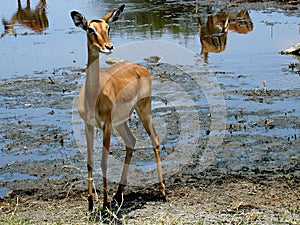 African antilope