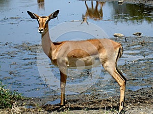 African antilope