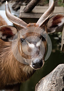 African Antilope close up. Forest antelope. photo