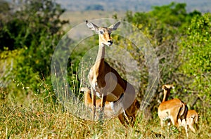 African antilope photo