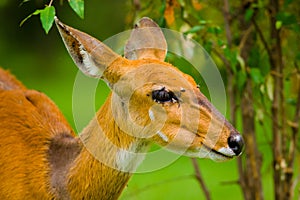 African antilope