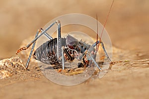 African armoured ground cricket