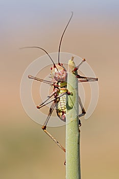 An African armoured ground cricket sitting on a plant, southern Africa
