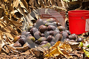 African Avocados close to bucket of bananas to create ethylene gas, fruit ripening gas