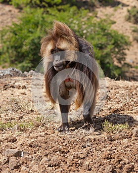 African baboon