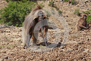 African baboon