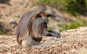 African baboon