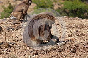 African baboon