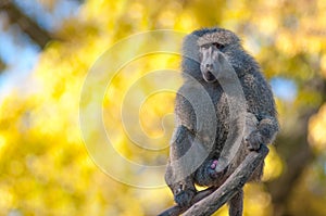 African baboon monkey