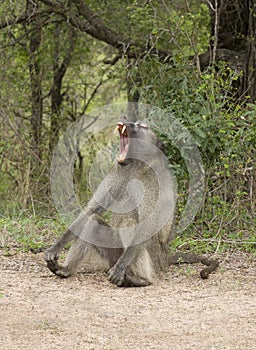 African baboon yawning