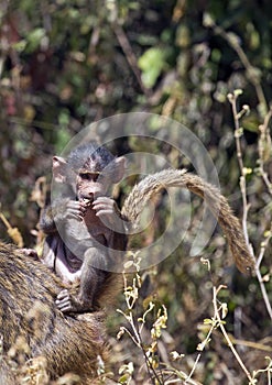 African baby baboon