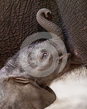 African baby elephant looking for its mother's milk