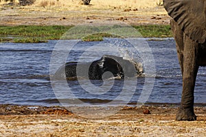 African baby elephant playing in water