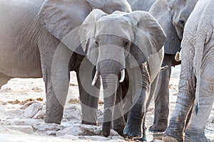 African baby elephant in the savanna, Africa